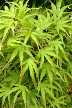 Eagle's Claw Japanese Maple - (Acer Palmatum 'Kamagata') - 5 Gallon Pot 10 Eagle's Claw Japanese Maple - (Acer Palmatum 'Kamagata') - 5 Gallon Pot -OLALA Plant Shop acer palmatum kamagata eagles claw japanese maple 3 1