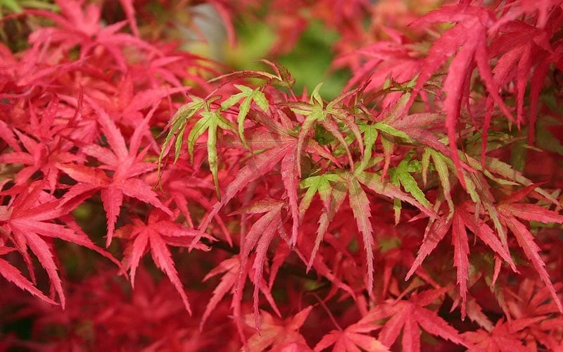 Eagle's Claw Japanese Maple - (Acer Palmatum 'Kamagata') - 5 Gallon Pot 6 Eagle's Claw Japanese Maple - (Acer Palmatum 'Kamagata') - 5 Gallon Pot - Image 6
