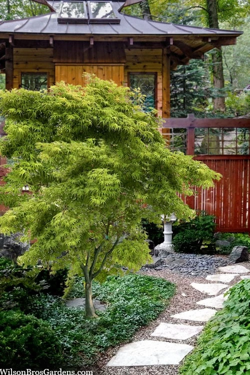 Eagle's Claw Japanese Maple - (Acer Palmatum 'Kamagata') - 5 Gallon Pot 1 Eagle's Claw Japanese Maple - (Acer Palmatum 'Kamagata') - 5 Gallon Pot