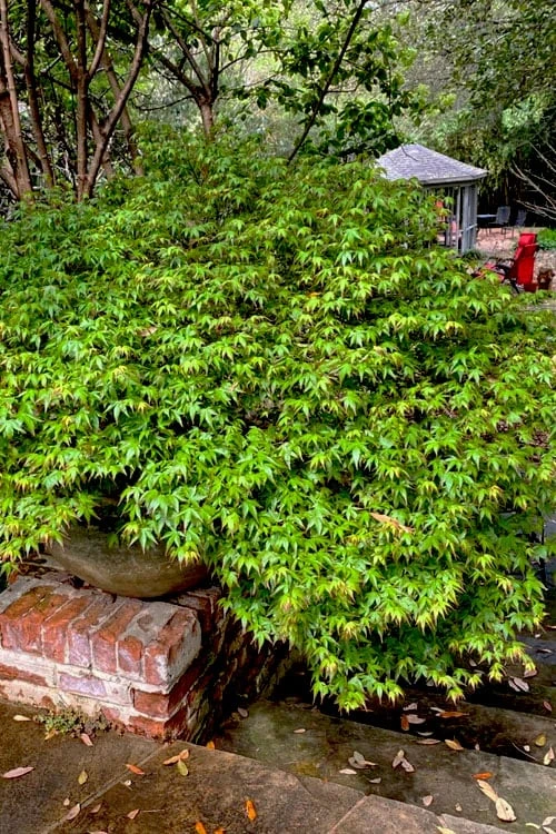 Kiyohime Spreading Japanese Maple - 1 Gallon Pot 9 Kiyohime Spreading Japanese Maple - 1 Gallon Pot - Image 9