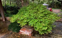 Kiyohime Spreading Japanese Maple - 1 Gallon Pot 12 Kiyohime Spreading Japanese Maple - 1 Gallon Pot -OLALA Plant Shop acer palmatum kiyohime dwarf japanese maple 11