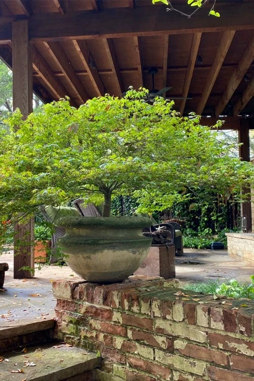 Kiyohime Spreading Japanese Maple - 2 Gallon Pot 6 Kiyohime Spreading Japanese Maple - 2 Gallon Pot - Image 6