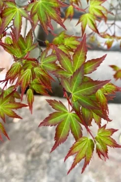 Kiyohime Spreading Japanese Maple - 2 Gallon Pot 16 Kiyohime Spreading Japanese Maple - 2 Gallon Pot -OLALA Plant Shop acer palmatum kiyohime dwarf japanese maple 4 1