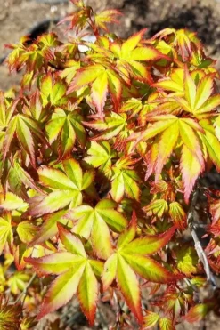 Kiyohime Spreading Japanese Maple - 1 Gallon Pot 15 Kiyohime Spreading Japanese Maple - 1 Gallon Pot -OLALA Plant Shop acer palmatum kiyohime dwarf japanese maple 6