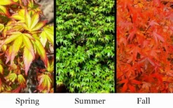 Kiyohime Spreading Japanese Maple - 2 Gallon Pot 13 Kiyohime Spreading Japanese Maple - 2 Gallon Pot -OLALA Plant Shop acer palmatum kiyohime dwarf japanese maple 7 1