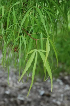 Koto No Ito Japanese Maple - 3 Gallon Pot -OLALA Plant Shop acer palmatum koto no ito japanese maple 10 1