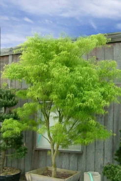 Koto No Ito Japanese Maple - 1 Gallon Pot -OLALA Plant Shop acer palmatum koto no ito japanese maple 12