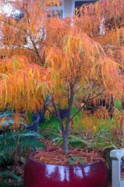 Koto No Ito Japanese Maple - 3 Gallon Pot -OLALA Plant Shop acer palmatum koto no ito japanese maple 14 1