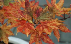 Kumoi Nishiki Japanese Full Moon Maple - 2 Gallon Pot -OLALA Plant Shop acer palmatum kumoi nishiki 12