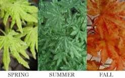 Kumoi Nishiki Japanese Full Moon Maple - 2 Gallon Pot -OLALA Plant Shop acer palmatum kumoi nishiki 13