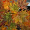 Kumoi Nishiki Japanese Full Moon Maple - 2 Gallon Pot