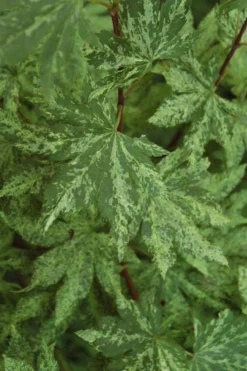 Kumoi Nishiki Japanese Full Moon Maple - 2 Gallon Pot -OLALA Plant Shop acer palmatum kumoi nishiki japanese maple 4