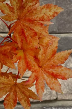 Kumoi Nishiki Japanese Full Moon Maple - 2 Gallon Pot -OLALA Plant Shop acer palmatum kumoi nishiki japanese maple 7