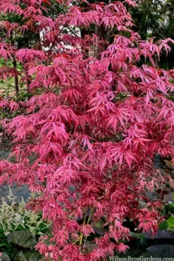 Lileeanne's Jewel Pink Leaf Japanese Maple - 1 Gallon Pot -OLALA Plant Shop acer palmatum lileeannes jewel 6 1
