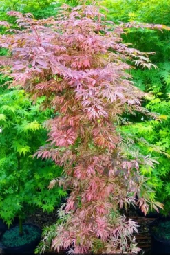 Lileeanne's Jewel Pink Leaf Japanese Maple - 1 Gallon Pot -OLALA Plant Shop acer palmatum lileeannes jewel 8