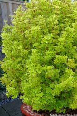 Little Sango' Dwarf Coral Bark Japanese Maple - 5 Gallon Pot 13 Little Sango' Dwarf Coral Bark Japanese Maple - 5 Gallon Pot -OLALA Plant Shop acer palmatum little sango dwarf coral bark maple 1