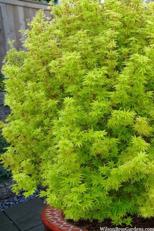 Little Sango' Dwarf Coral Bark Japanese Maple - 5 Gallon Pot 6 Little Sango' Dwarf Coral Bark Japanese Maple - 5 Gallon Pot - Image 6