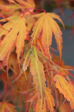 Manyo No Sato Purple Leaf Japanese Maple - 3 Gallon Pot (2-3') 11 Manyo No Sato Purple Leaf Japanese Maple - 3 Gallon Pot (2-3') -OLALA Plant Shop acer palmatum manyo no sato japanese maple 7