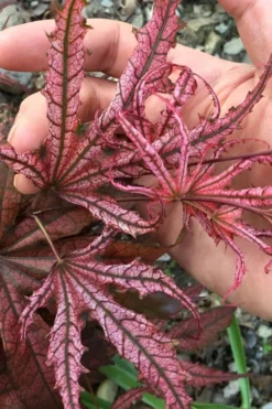 Crescent Moon Japanese Maple (Acer Palmatum 'Mikazuki') - 1 Gallon Pot