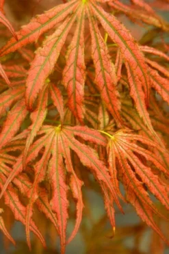 Crescent Moon Japanese Maple (Acer Palmatum 'Mikazuki') - 5 Gallon Pot -OLALA Plant Shop acer palmatum mikazuki japanese maple 4 2