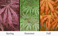 Crescent Moon Japanese Maple (Acer Palmatum 'Mikazuki') - 1 Gallon Pot 11 Crescent Moon Japanese Maple (Acer Palmatum 'Mikazuki') - 1 Gallon Pot -OLALA Plant Shop acer palmatum mikazuki japanese maple 5 1