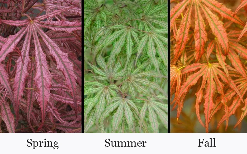 Crescent Moon Japanese Maple (Acer Palmatum 'Mikazuki') - 1 Gallon Pot 4 Crescent Moon Japanese Maple (Acer Palmatum 'Mikazuki') - 1 Gallon Pot - Image 4