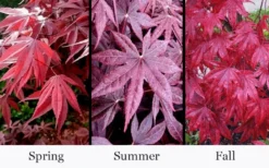 Moonfire Japanese Maple - 5 Gallon Pot -OLALA Plant Shop acer palmatum moonfire japanese maple 4