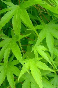 Pine Bark Japanese Maple (Acer Palmatum 'Nishiki Gawa) - 5 Gallon Pot -OLALA Plant Shop acer palmatum nishiki gawa pine bark japanese maple 4 1