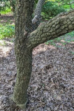 Pine Bark Japanese Maple (Acer Palmatum 'Nishiki Gawa) - 1 Gallon Pot -OLALA Plant Shop acer palmatum nishiki gawa pine bark japanese maple 8