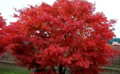 Pine Bark Japanese Maple (Acer Palmatum 'Nishiki Gawa) - 1 Gallon Pot -OLALA Plant Shop acer palmatum nishiki gawa pine bark japanese maple 9