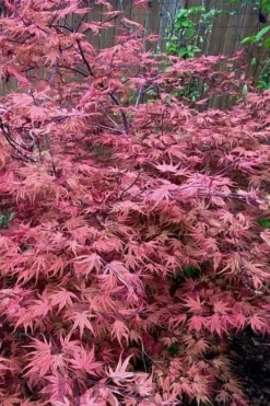 Olsen's Frosted Strawberry Japanese Maple - 3 Gallon Pot -OLALA Plant Shop acer palmatum olsens frosted strawberry japanese maple 11