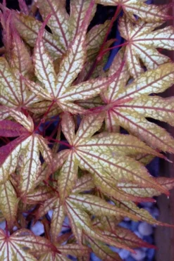 Olsen's Frosted Strawberry Japanese Maple - 3 Gallon Pot -OLALA Plant Shop acer palmatum olsens frosted strawberry japanese maple 12