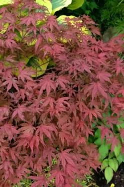 Olsen's Frosted Strawberry Japanese Maple - 3 Gallon Pot -OLALA Plant Shop acer palmatum olsens frosted strawberry japanese maple 13