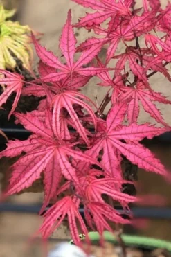 Olsen's Frosted Strawberry Japanese Maple - 3 Gallon Pot -OLALA Plant Shop acer palmatum olsens frosted strawberry japanese maple 17