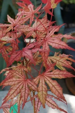 Olsen's Frosted Strawberry Japanese Maple - 3 Gallon Pot -OLALA Plant Shop acer palmatum olsens frosted strawberry japanese maple 18