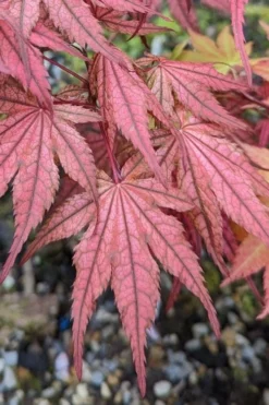 Olsen's Frosted Strawberry Japanese Maple - 3 Gallon Pot -OLALA Plant Shop acer palmatum olsens frosted strawberry japanese maple 19