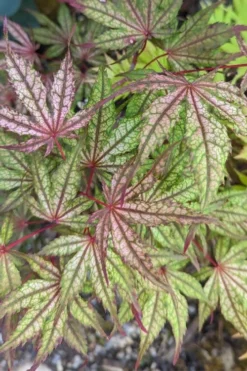 Olsen's Frosted Strawberry Japanese Maple - 3 Gallon Pot -OLALA Plant Shop acer palmatum olsens frosted strawberry japanese maple 20
