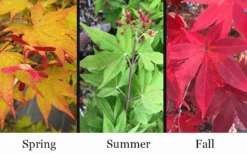 Omato Japanese Maple - 2 Gallon Pot -OLALA Plant Shop acer palmatum omato japanese maple 10