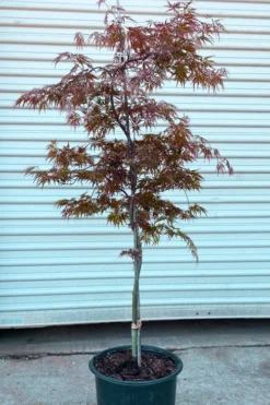 'Orangeola' Weeping Japanese Maple - Spiral Trunk - 3 Gallon Pot -OLALA Plant Shop acer palmatum orangeola spiral form japanese maple 2