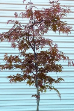 'Orangeola' Weeping Japanese Maple - Spiral Trunk - 3 Gallon Pot -OLALA Plant Shop acer palmatum orangeola spiral trunk japanese maple 1