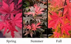 Orion Dwarf Red Japanese Maple - 2 Gallon Pot -OLALA Plant Shop acer palmatum orion japanese maple 10