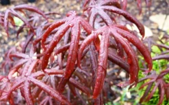 Peve's Starfish Japanese Maple - 7 Gallon Pot (7-8' HT) -OLALA Plant Shop acer palmatum peves starfish japanese maple 10