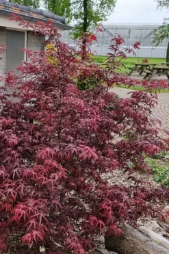 Peve's Starfish Japanese Maple - 7 Gallon Pot (7-8' HT) -OLALA Plant Shop acer palmatum peves starfish japanese maple 12