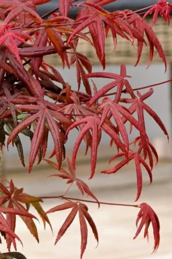 Peve's Starfish Japanese Maple - 7 Gallon Pot (7-8' HT) -OLALA Plant Shop acer palmatum peves starfish japanese maple 13
