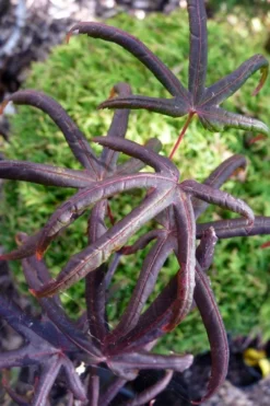 Peve's Starfish Japanese Maple - 7 Gallon Pot (7-8' HT) -OLALA Plant Shop acer palmatum peves starfish japanese maple 3