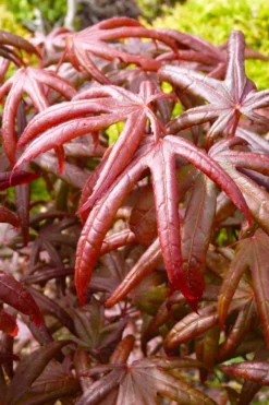 Peve's Starfish Japanese Maple - 7 Gallon Pot (7-8' HT) -OLALA Plant Shop acer palmatum peves starfish japanese maple 4