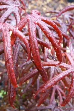 Peve's Starfish Japanese Maple - 7 Gallon Pot (7-8' HT) -OLALA Plant Shop acer palmatum peves starfish japanese maple 9