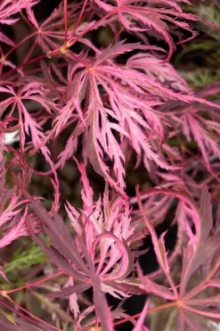 Pink Ballerina Japanese Maple - 2 Gallon Pot -OLALA Plant Shop acer palmatum pink ballerina 3 1