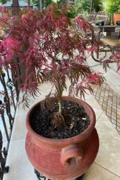 Pink Ballerina Japanese Maple - 1 Gallon Pot -OLALA Plant Shop acer palmatum pink ballerina japanese maple 4 3