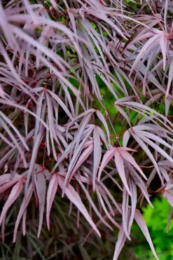 Pung Kil Japanese Maple - 3 Gallon Pot -OLALA Plant Shop acer palmatum pung kil japanese maple 2